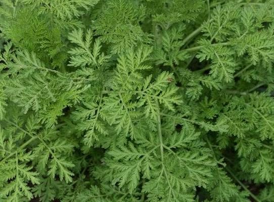 Artemesia Annua