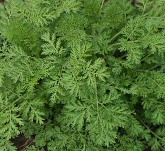 Artemesia Annua